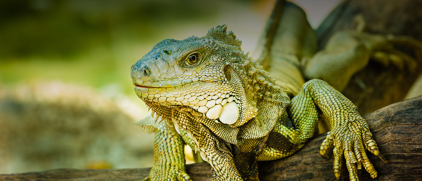 hotel, bay, bahia, huatulco, wildlife, iguana, animal,